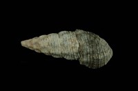 藏品(燒酒海蜷)的圖片